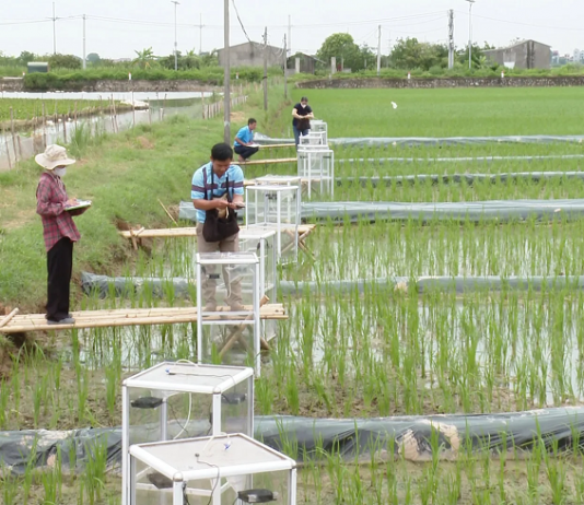Thí điểm mô hình trồng lúa giảm phát thải khí nhà kính