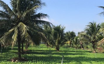 Trồng xen canh kiểu lạ ở Bình Định, cho đậu phụng chung vườn với dừa xiêm, vườn đẹp, thu nhập “kép”