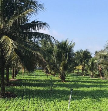 Trồng xen canh kiểu lạ ở Bình Định, cho đậu phụng chung vườn với dừa xiêm, vườn đẹp, thu nhập “kép”