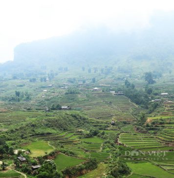 Thôn vùng cao ở Lào Cai, trước chìm trong hoa anh túc nay trồng lúa, ngô, cây ăn quả mà giảm nghèo làm giàu