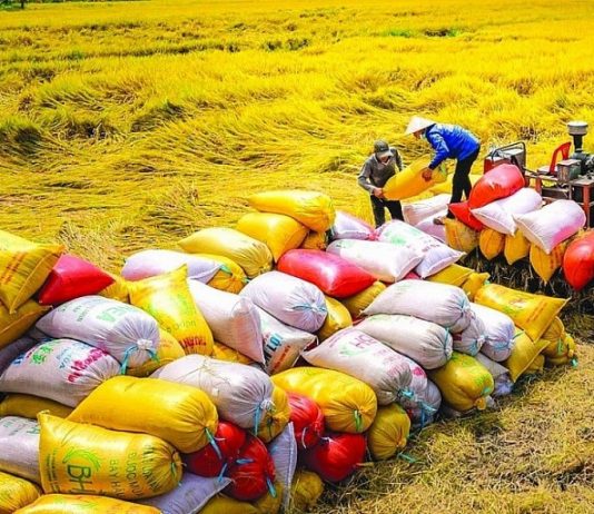 Giá gạo xuất khẩu tiếp tục trầm lắng