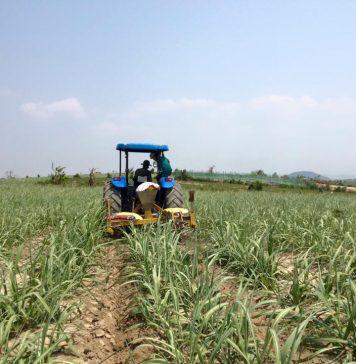 Đề nghị tiếp tục áp thuế chống bán phá giá đường Thái Lan