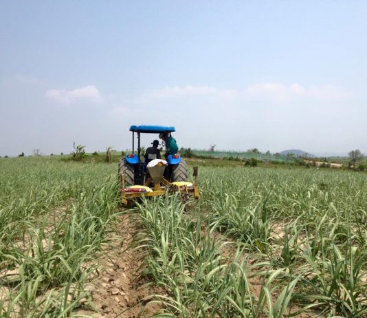 Đề nghị tiếp tục áp thuế chống bán phá giá đường Thái Lan