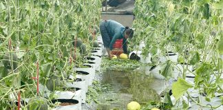 Nông nghiệp Nghệ An thiệt hại nặng nề sau bão số 5