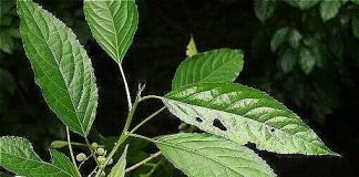 Lưu ý khi sử dụng cây lộc mại để tránh ngộ độc