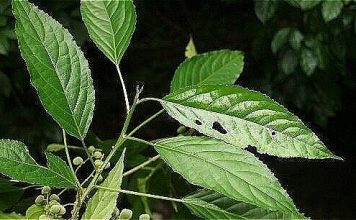 Lưu ý khi sử dụng cây lộc mại để tránh ngộ độc