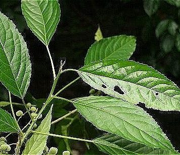 Lưu ý khi sử dụng cây lộc mại để tránh ngộ độc