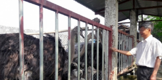 Chán gà, bò giá bấp bênh, quyết làm giàu từ loài chim khổng lồ