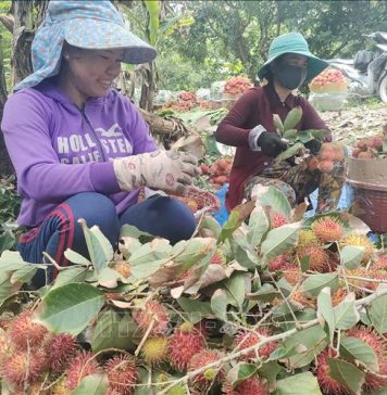 Chôm chôm nghịch vụ cho lợi nhuận tăng gấp 3 lần