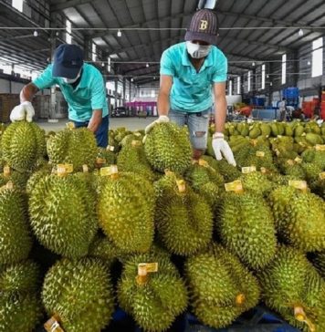 Chuyên gia đề xuất: dùng AI kiểm soát tồn dư hóa chất trong sầu riêng