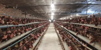 Điểm sáng ứng dụng công nghệ cao trong chăn nuôi tại Thủ đô