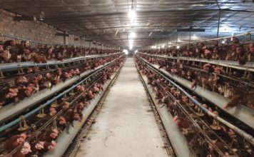 Điểm sáng ứng dụng công nghệ cao trong chăn nuôi tại Thủ đô