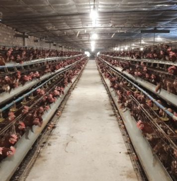 Điểm sáng ứng dụng công nghệ cao trong chăn nuôi tại Thủ đô