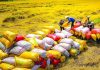 Gạo Việt chiếm ưu thế
