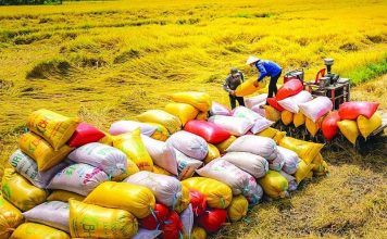 Gạo Việt chiếm ưu thế