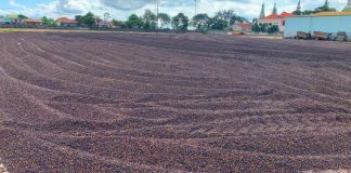 Gia Lai bắt tay với doanh nghiệp Trung Quốc, thúc đẩy xuất khẩu nông sản chủ lực