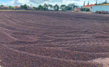 Gia Lai bắt tay với doanh nghiệp Trung Quốc, thúc đẩy xuất khẩu nông sản chủ lực