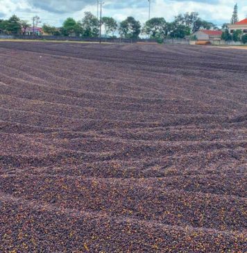 Gia Lai bắt tay với doanh nghiệp Trung Quốc, thúc đẩy xuất khẩu nông sản chủ lực