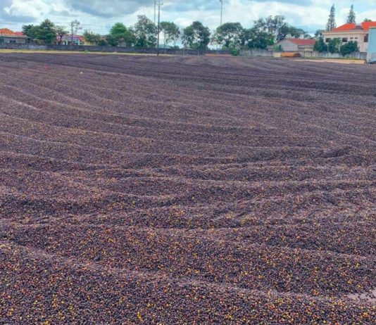 Gia Lai bắt tay với doanh nghiệp Trung Quốc, thúc đẩy xuất khẩu nông sản chủ lực