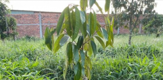 Giải pháp tưới tiết kiệm nước cho cây sầu riêng