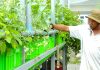 Hiệu quả kép mô hình tuần hoàn nước nuôi cá – trồng rau