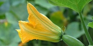 Những loài hoa không chỉ đẹp mà còn ăn rất ngon