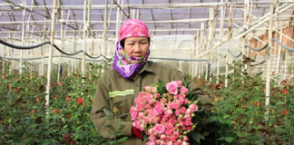 Lâm Đồng: Khi nhà nông liên kết với doanh nghiệp để làm giàu