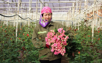 Lâm Đồng: Khi nhà nông liên kết với doanh nghiệp để làm giàu