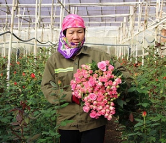 Lâm Đồng: Khi nhà nông liên kết với doanh nghiệp để làm giàu