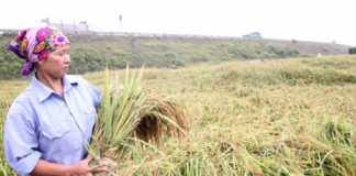 Làm giàu từ lúa nếp cái hoa vàng