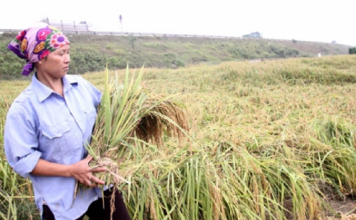 Làm giàu từ lúa nếp cái hoa vàng