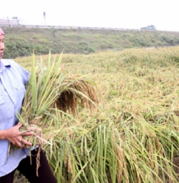Làm giàu từ lúa nếp cái hoa vàng