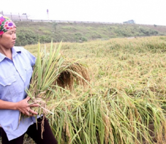 Làm giàu từ lúa nếp cái hoa vàng