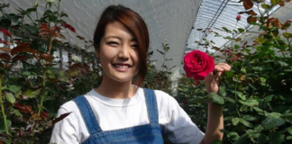 Làm giàu từ hoa hồng organic