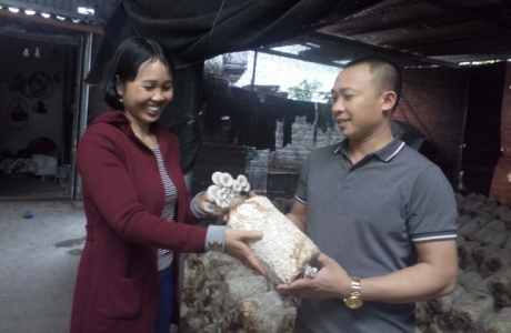 Làm giàu khác người: Trồng nấm ở phố núi, bỏ túi 300 triệu/năm