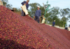 Năm 2025, cà phê Việt Nam lập kỷ lục xuất khẩu 6 tháng bằng gần cả năm ngoái
