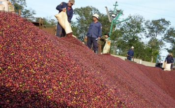 Năm 2025, cà phê Việt Nam lập kỷ lục xuất khẩu 6 tháng bằng gần cả năm ngoái