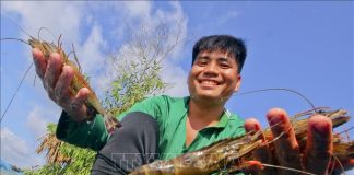 Nắm bắt cơ hội thị trường mới cho tôm Việt