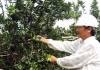 Nông dân Hiếu Liêm liên kết làm giàu nhờ trồng cây ăn quả hữu cơ