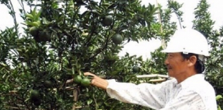 Nông dân Hiếu Liêm liên kết làm giàu nhờ trồng cây ăn quả hữu cơ