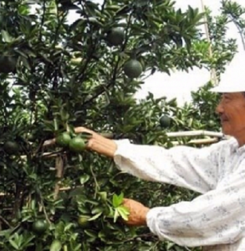 Nông dân Hiếu Liêm liên kết làm giàu nhờ trồng cây ăn quả hữu cơ