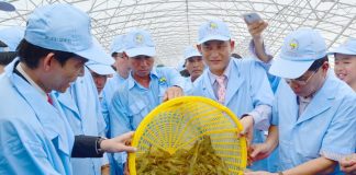 Phát triển xanh giúp ngành tôm Việt Nam duy trì vị thế trên thế giới