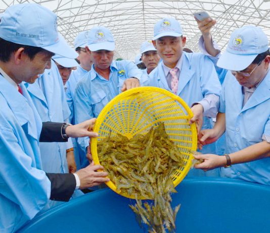Phát triển xanh giúp ngành tôm Việt Nam duy trì vị thế trên thế giới