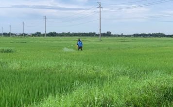 Đồng Tiến (Hà Tĩnh) – Điểm sáng giữa vụ Hè Thu bị sâu bệnh gây hại nghiêm trọng