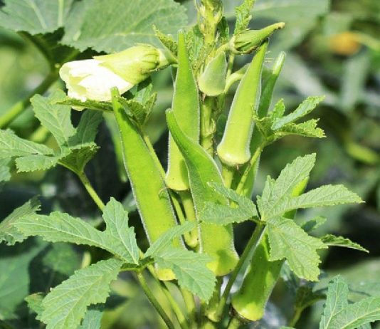 Đậu bắp”nhân sâm xanh” cho cơ thể khỏe mạnh và dẻo dai