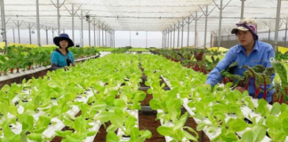 Sản xuất nông, lâm nghiệp và thủy sản tiếp tục đà ổn định