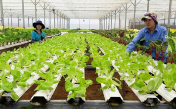 Sản xuất nông, lâm nghiệp và thủy sản tiếp tục đà ổn định