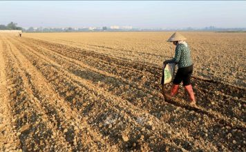 Tích tụ ruộng đất: Hồi sinh những cánh đồng hoang