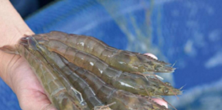 Tôm Việt vào Mỹ giữ đà tăng trưởng giữa biến động thuế quan