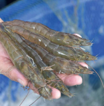 Tôm Việt vào Mỹ giữ đà tăng trưởng giữa biến động thuế quan